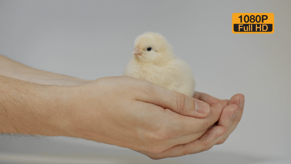 Chick In Hands 1