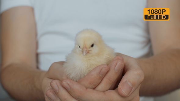 Chick In Hands 4