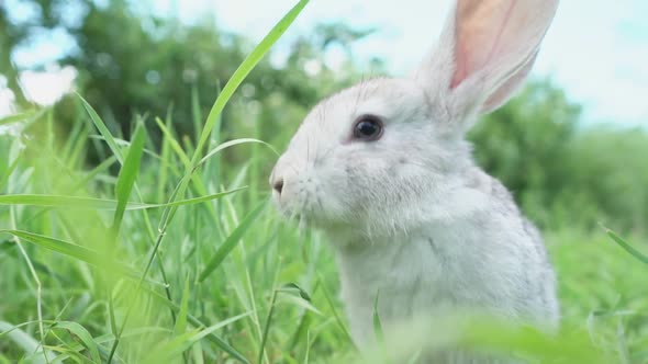 Cute Fluffy Light Gray Easter Bunny with Big Ears Sits Green Meadow Sunny Weather Eats Young Soybean