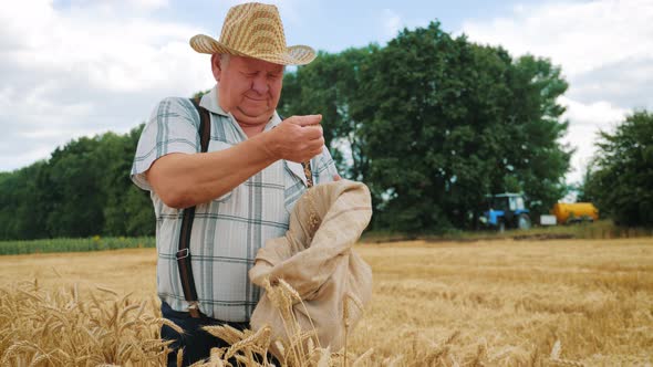 Mature Farmer Man Standing in a Wheat Field During Harvesting, He Controls the Harvesting Process