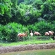 Pink Flamingo In Zoo - VideoHive Item for Sale