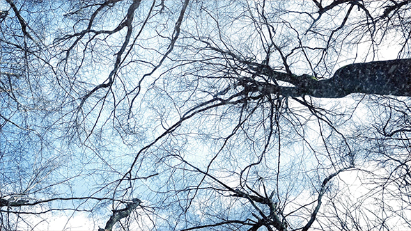 Gliding Under Trees In Snowfall alt