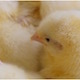 Chicks - VideoHive Item for Sale