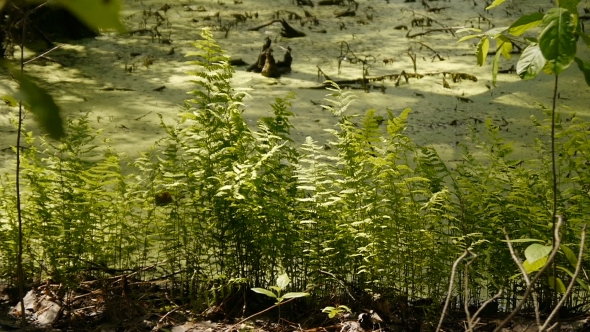 Fern Growing On a Bog In The Wild Forest.