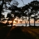 View At The Sunset And Sea Coast Through The Pine Forest.  - VideoHive Item for Sale