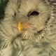 Ural Owl Close Up - VideoHive Item for Sale