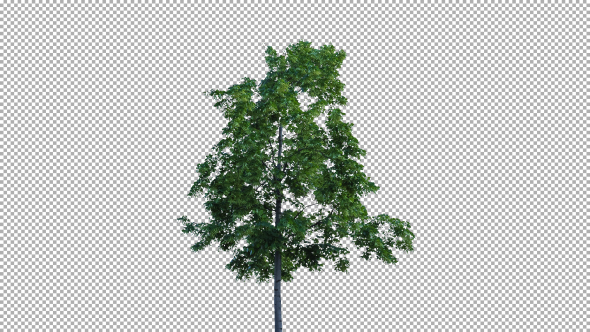Real Tree Isolated On The Wind 1