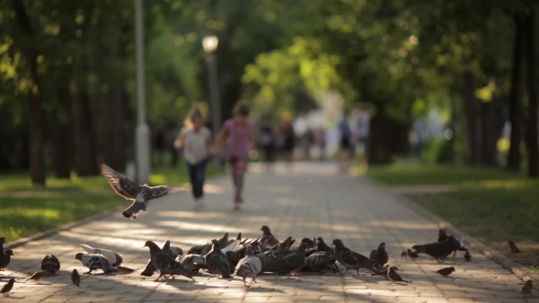 Two Little Girls, Sisters To Chase Pigeons In The Park. Children In Outdoor