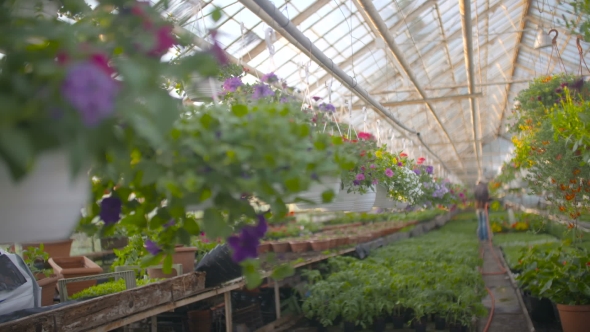 Farmer Spraying Water On Plants In Greenhouse