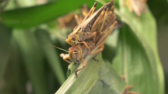 Macro close up of wild Grasshopper Couple copulating in Wilderness - 4K Footage