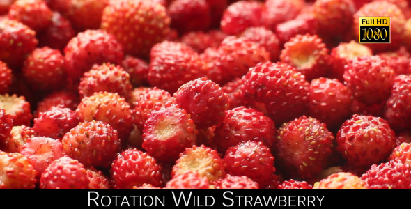 Rotation Wild Strawberry
