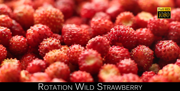 Rotation Wild Strawberry 2