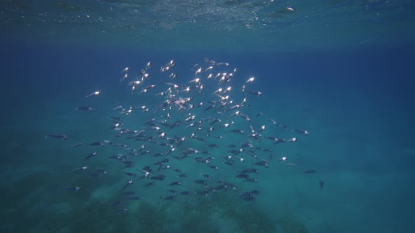 FishBowl of Indian Mackerel Silversides Hiding Behind Secret Rocks Under Sun Shine and Beams