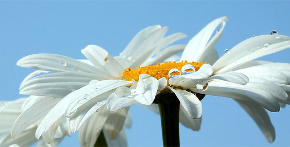 Camomile Flower With Dew