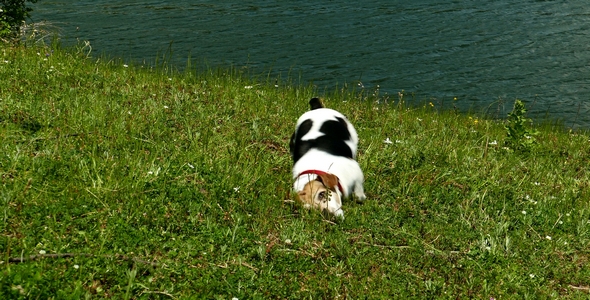 Jack Russell Terrier Rolling in the Grass 5