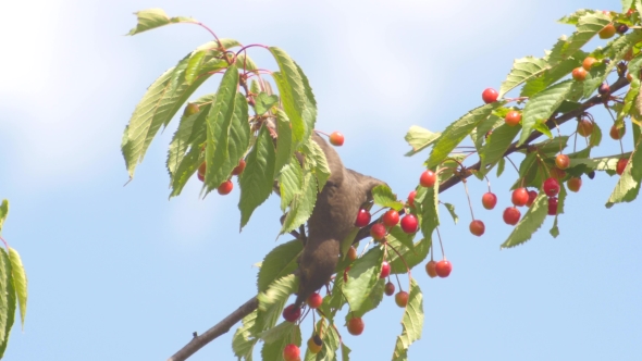 Common Blackbird Eating Cherries