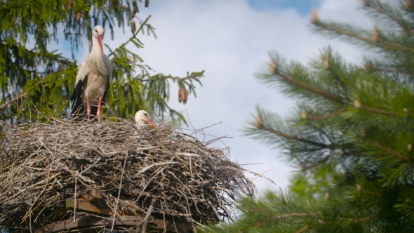 Several Storks Sitting In a Nest On a Pillar High Voltage Power Lines.