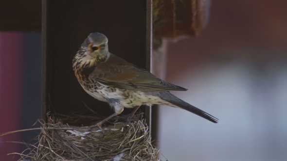 Female Fieldfare On The Nest