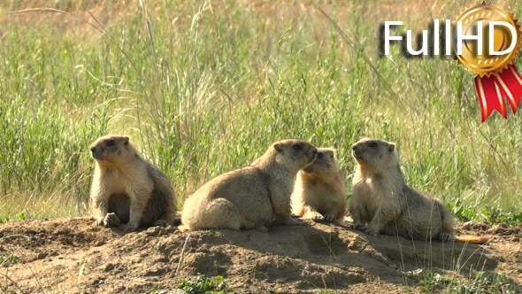 Family of Marmots in the Wild Steppe Summer Near