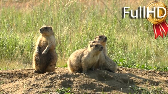 Family of Marmots in the Wild Steppe Summer Near