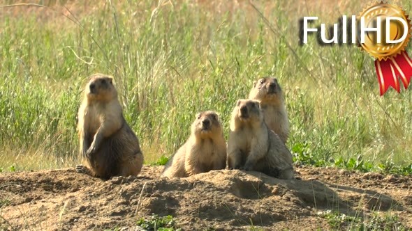 Marmots Are Alarmed About Their Burrows. Wild