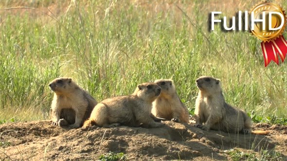 Family of Marmots in the Wild Steppe Summer Near