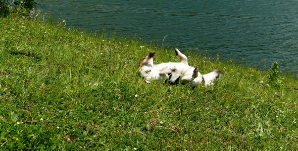 Jack Russell Terrier Rolling in the Grass 6
