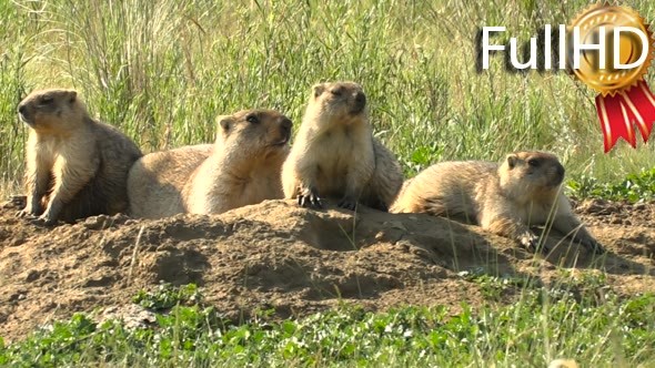 Marmots Big Family Bask in the Sun Near His Home