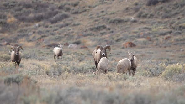 Herd of Big Horn Sheep walking through the brush in Wyoming