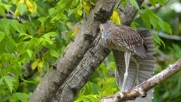 A juvenile Black-crowned night heron preening shaking while standing on a tree