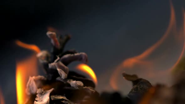 Pinecone in fire, Slow Motion