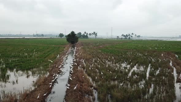 Habitat crane and Asian openbill stork at paddy field. 