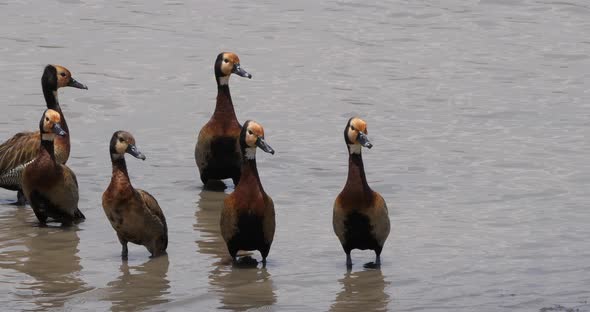 White Faced Whistling Duck, endrocygna viduata, Group standing in Water, Masai Mara Park in Kenya
