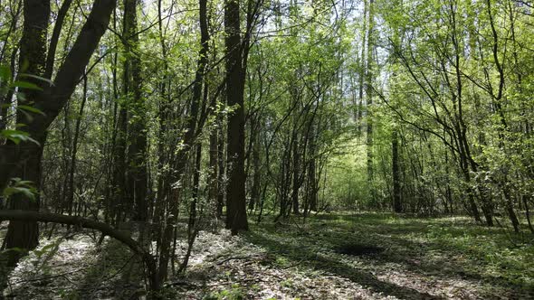 Green Forest During the Day Aerial View