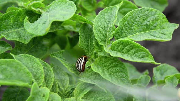 Fight Against Harmful Insects. Local Anesthesia Is Sprayed on Colorado Potato Beetle. Processing