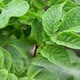 Fight Against Harmful Insects. Local Anesthesia Is Sprayed on Colorado Potato Beetle. Processing - VideoHive Item for Sale