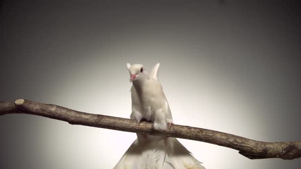 White bird fluttering on branch, Slow Motion