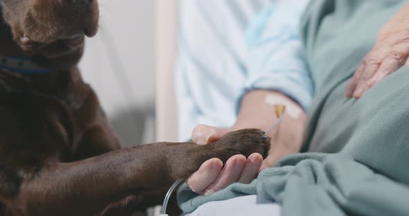 Cropped Shot of Sick Patient with Intravenous Drip Lying in Hospital Bed and Holding Paw of Pet Dog