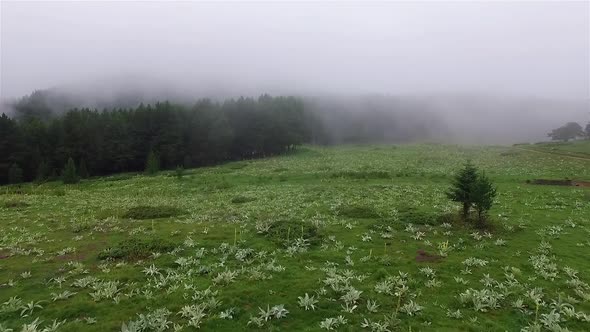 Fog on Mountain