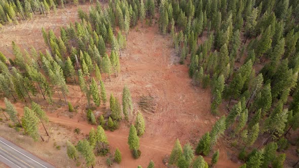 Aerial shot of a logged forest