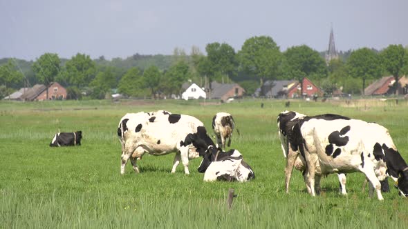 Black and white cows in the meadow grazing and looking around