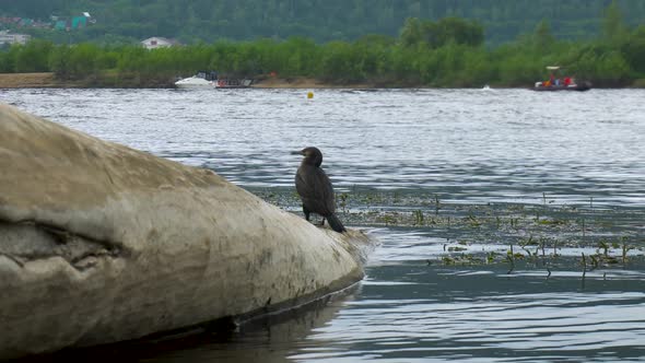 The Black Cormorant Sits Near the Water