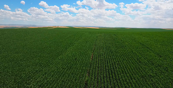 Corn in Field