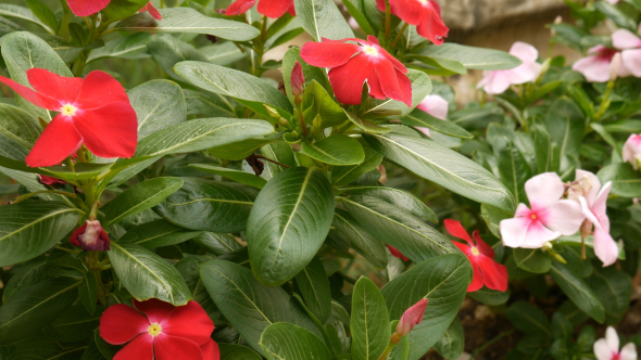 Flowers in Rain