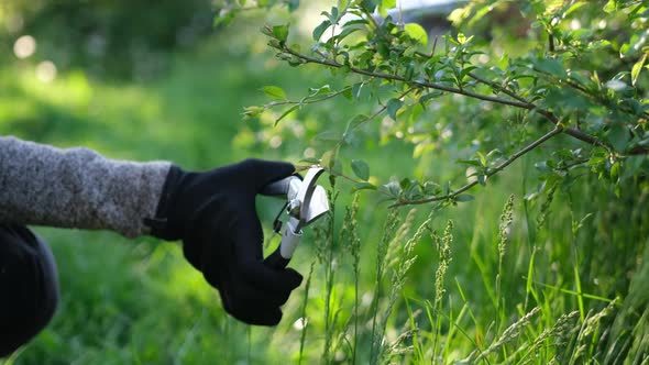 Gardening Concept  Gardener with Secateurs Cutting Branches of Bushes