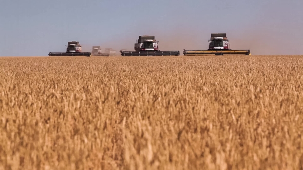 Many Harvesters. Wheat Harvest.