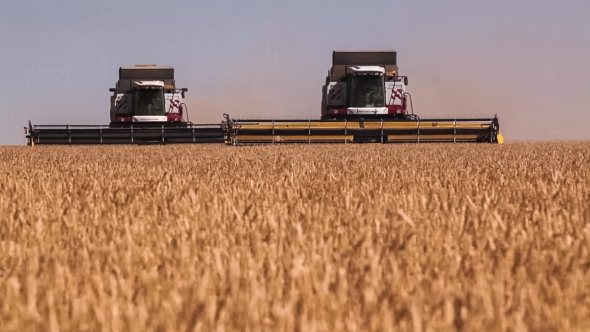 Many Harvesters. Wheat Harvest.