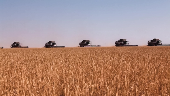 Many Harvesters. Wheat Harvest.