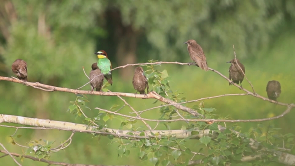 Colored Bird In a Flock Of Black Birds