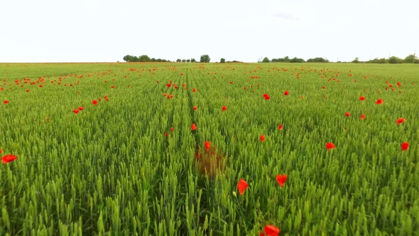 Aerial Poppy And Wheat Field